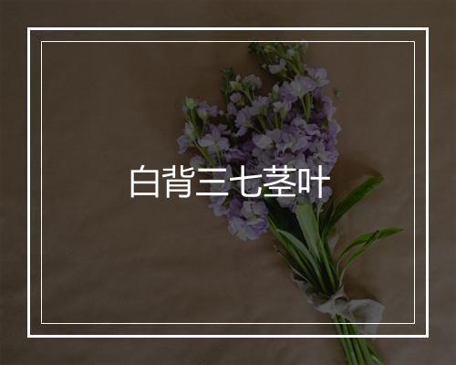 白背三七茎叶