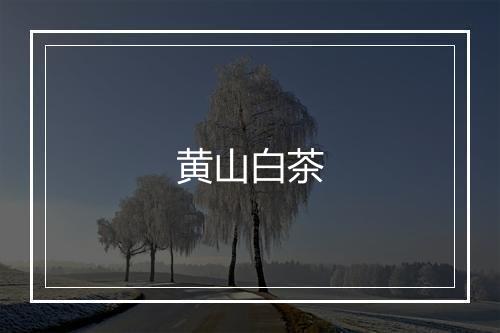 黄山白茶