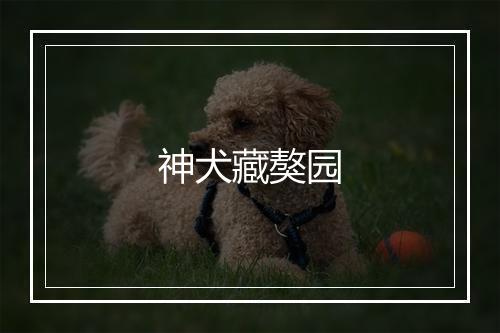 神犬藏獒园