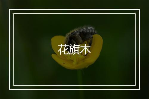 花旗木