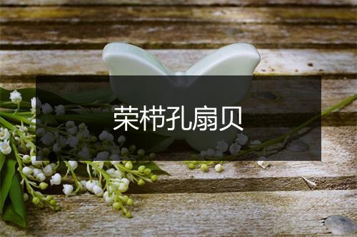 荣栉孔扇贝