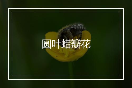 圆叶蜡瓣花