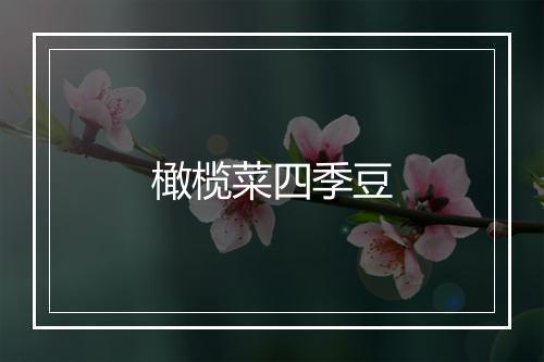 橄榄菜四季豆