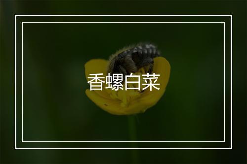 香螺白菜