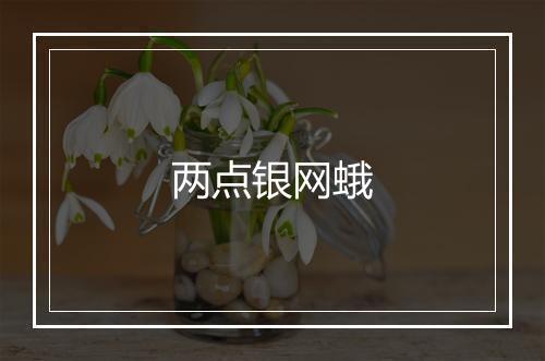 两点银网蛾