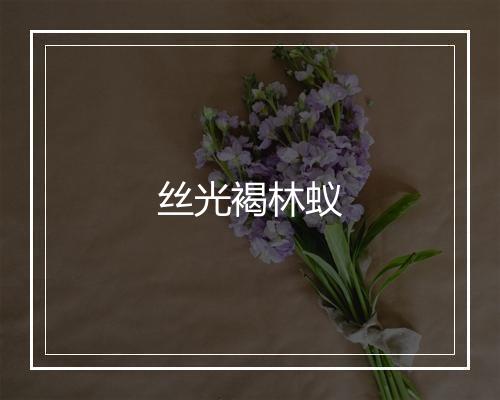 丝光褐林蚁