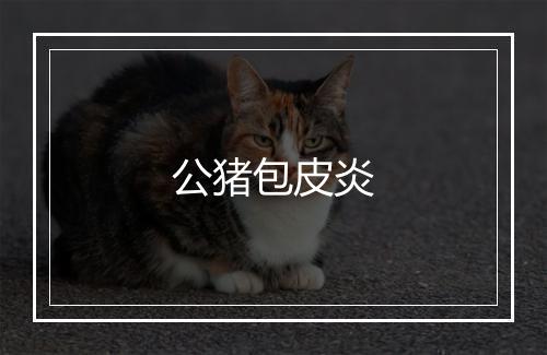 公猪包皮炎