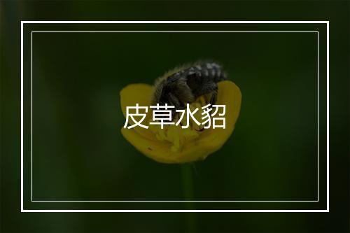 皮草水貂