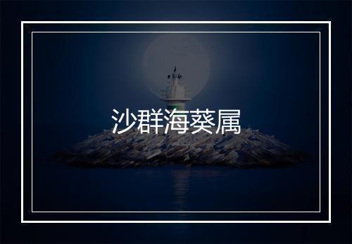 沙群海葵属