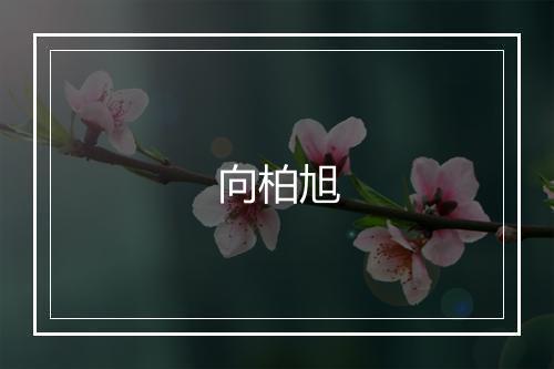 向柏旭