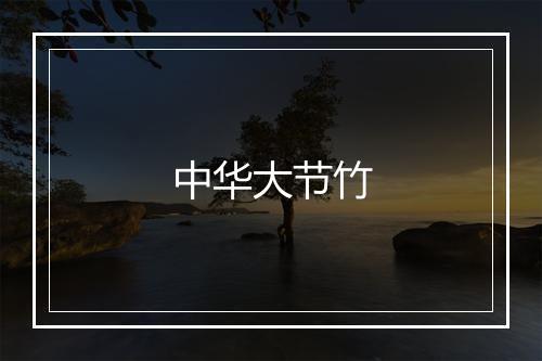 中华大节竹