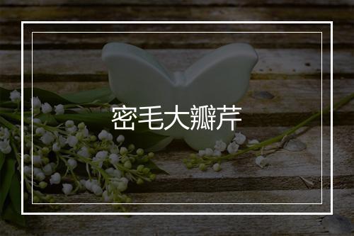 密毛大瓣芹