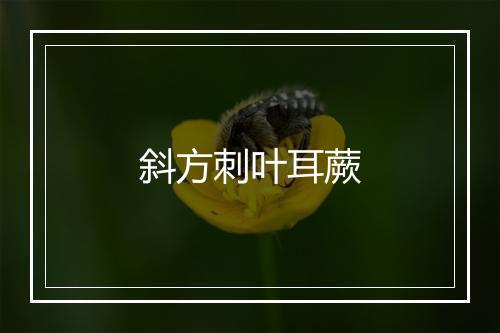 斜方刺叶耳蕨