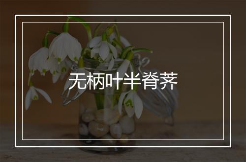 无柄叶半脊荠