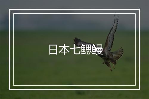 日本七鳃鳗