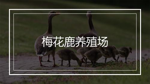 梅花鹿养殖场