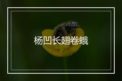 杨凹长翅卷蛾