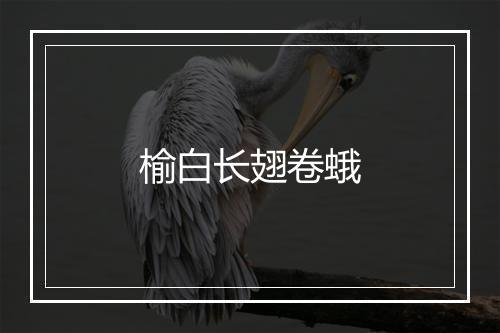 榆白长翅卷蛾