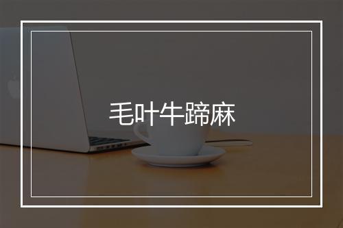 毛叶牛蹄麻