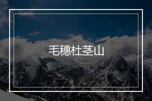 毛穗杜茎山