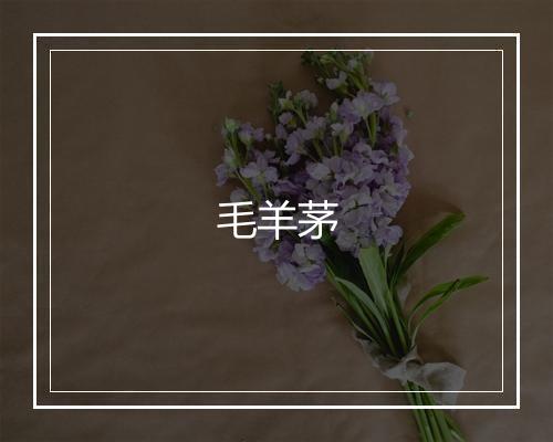 毛羊茅