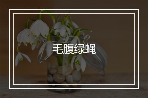 毛腹绿蝇