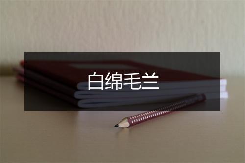 白绵毛兰