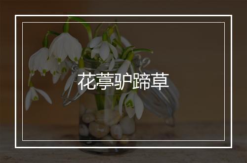 花葶驴蹄草