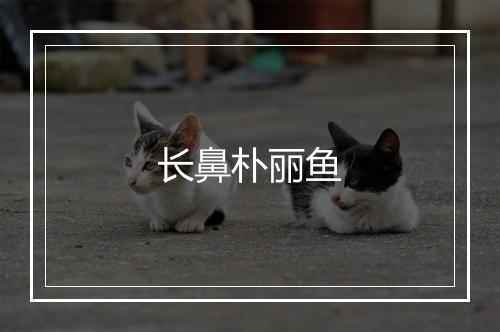 长鼻朴丽鱼