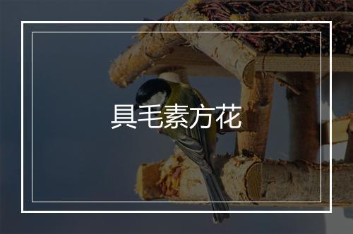 具毛素方花