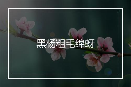 黑杨粗毛绵蚜