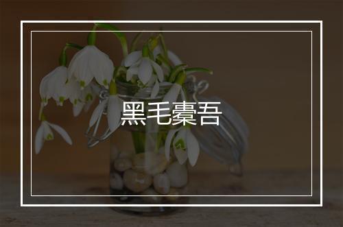 黑毛橐吾