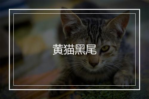 黄猫黑尾