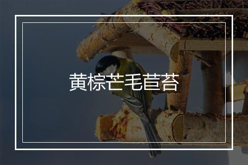 黄棕芒毛苣苔