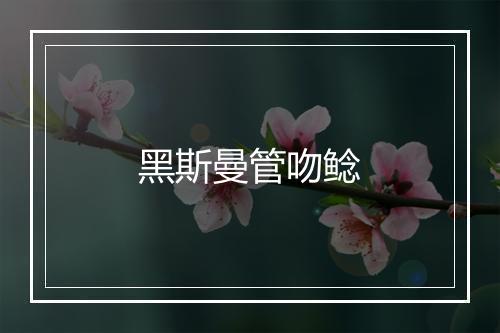 黑斯曼管吻鲶