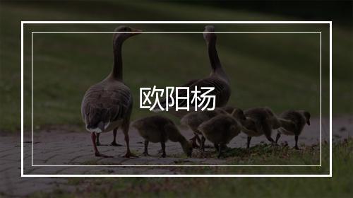 欧阳杨