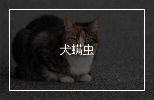 犬螨虫