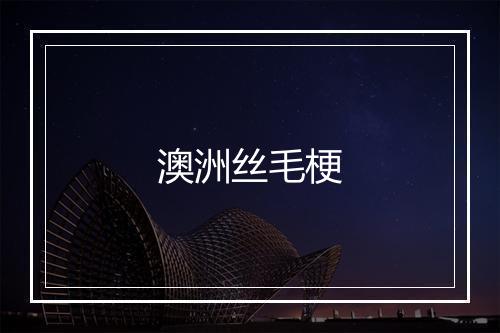 澳洲丝毛梗