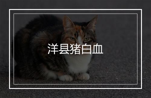 洋县猪白血