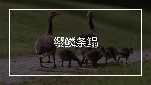 缨鳞条鳎