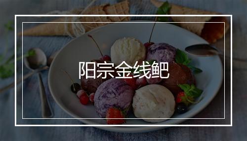 阳宗金线鲃