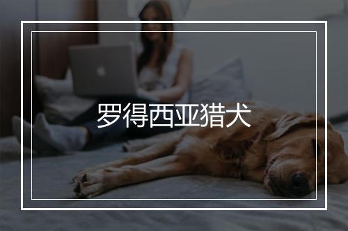 罗得西亚猎犬