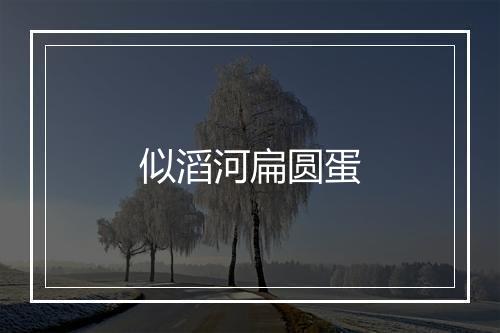 似滔河扁圆蛋