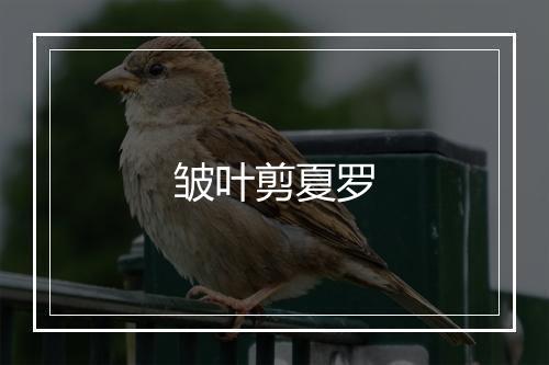 皱叶剪夏罗