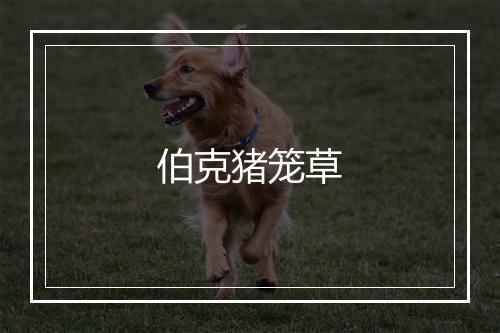 伯克猪笼草