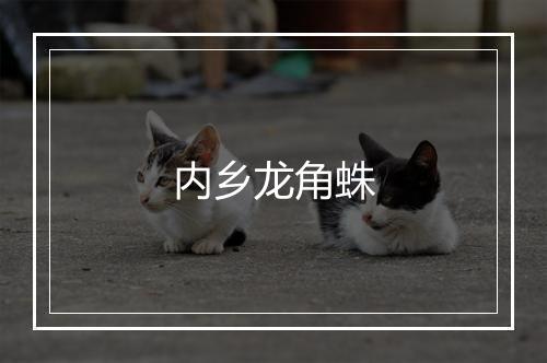 内乡龙角蛛