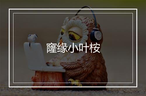 窿缘小叶桉