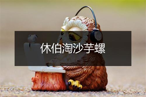 休伯淘沙芋螺