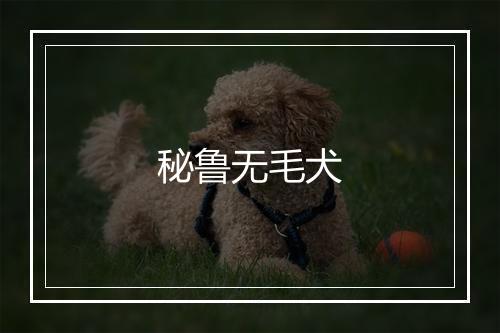 秘鲁无毛犬