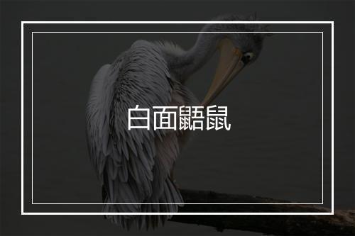 白面鼯鼠